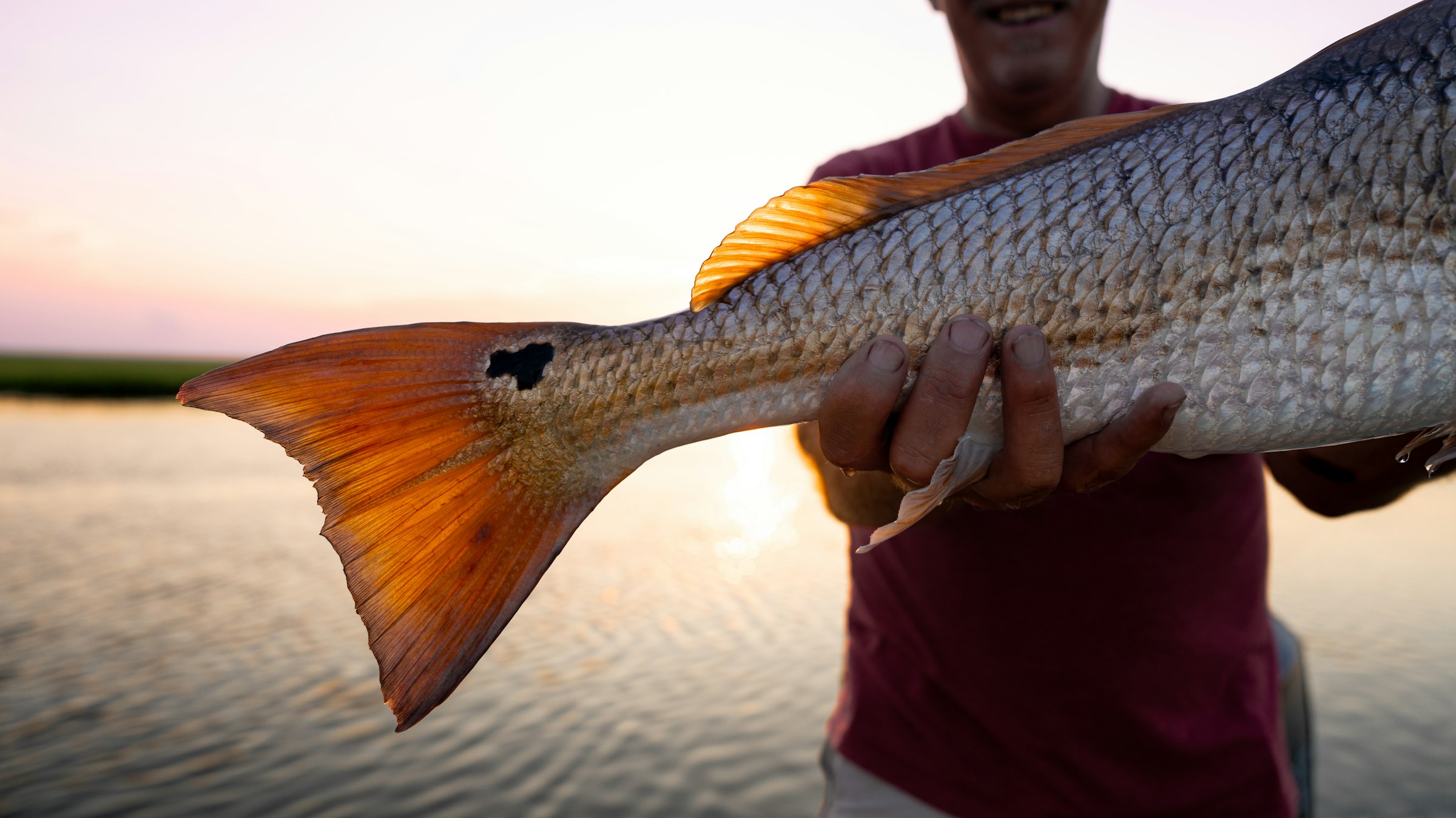 A redfish with its tail spot in the evening light