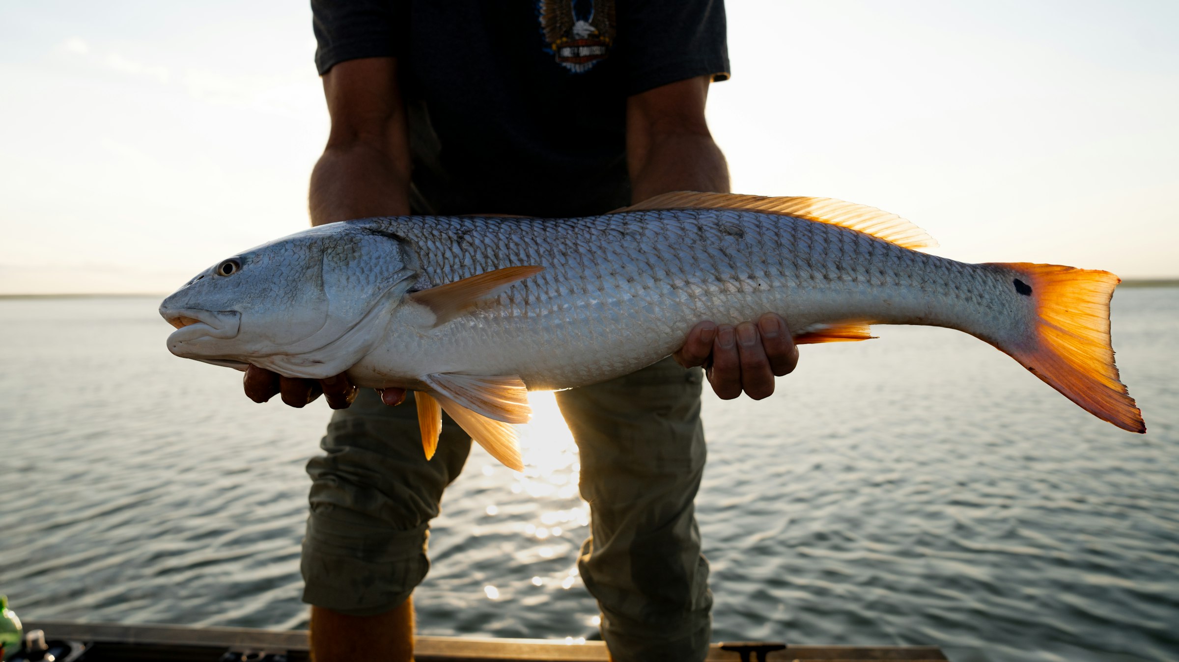 A bull red held up on the flats at dusk