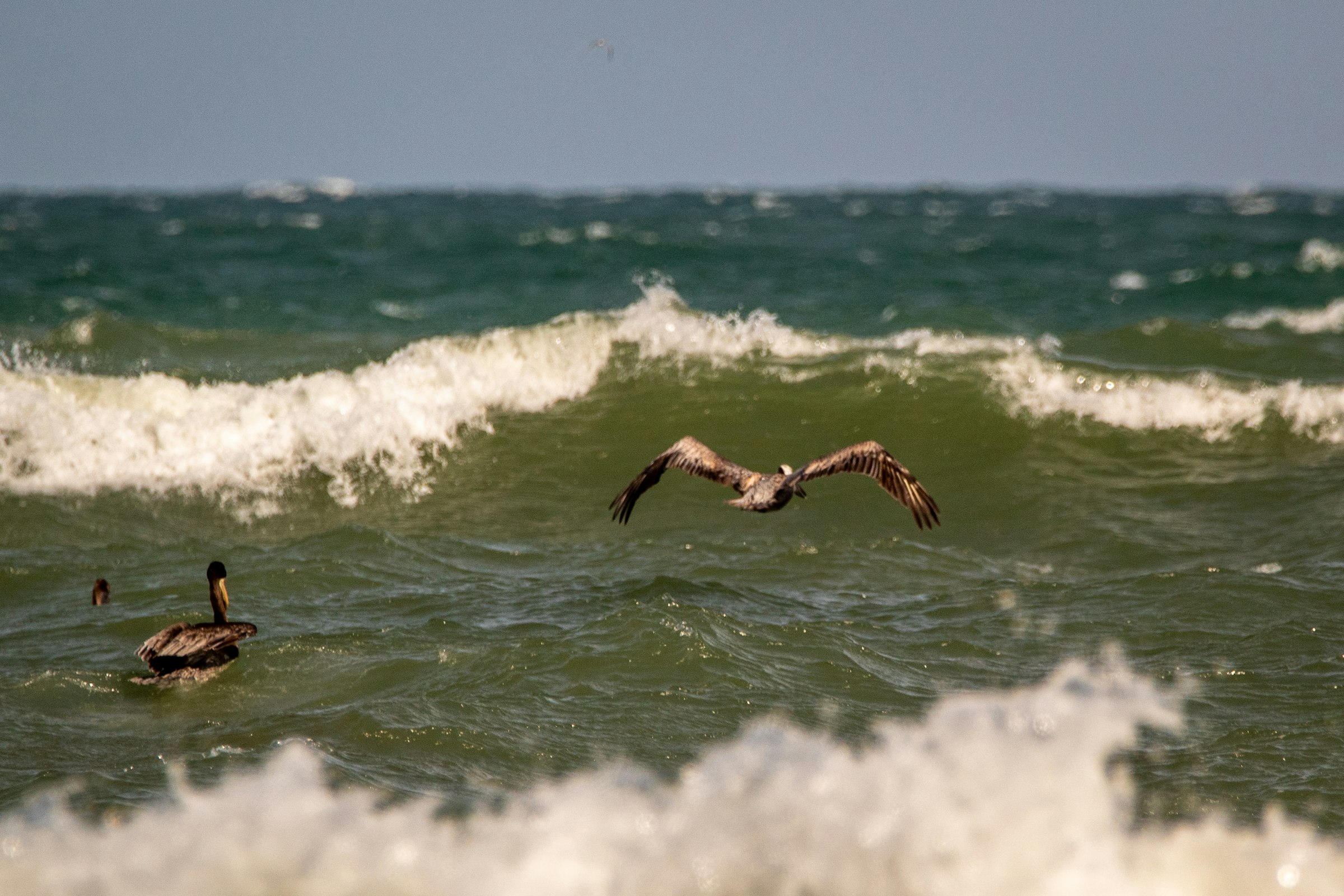 A pelican working the chop off the jetty