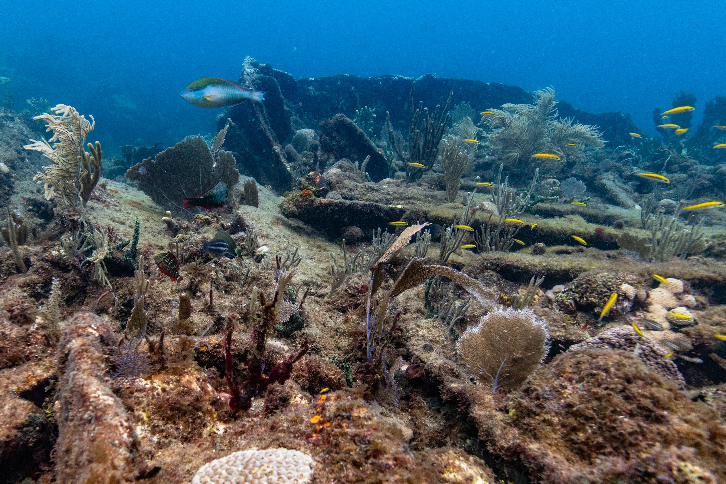 Fish over the wreckage on the reef