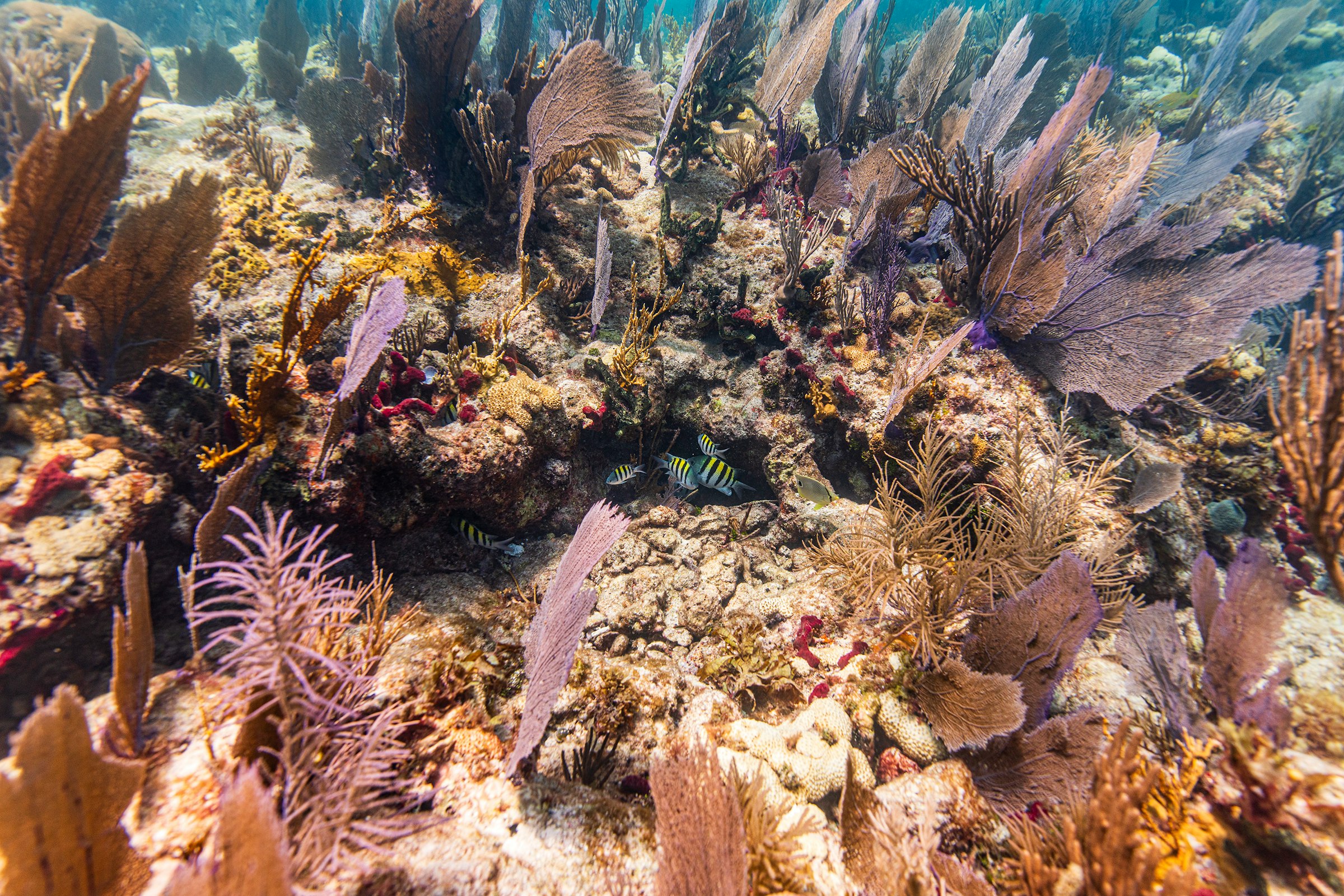 Soft corals swaying at twenty feet