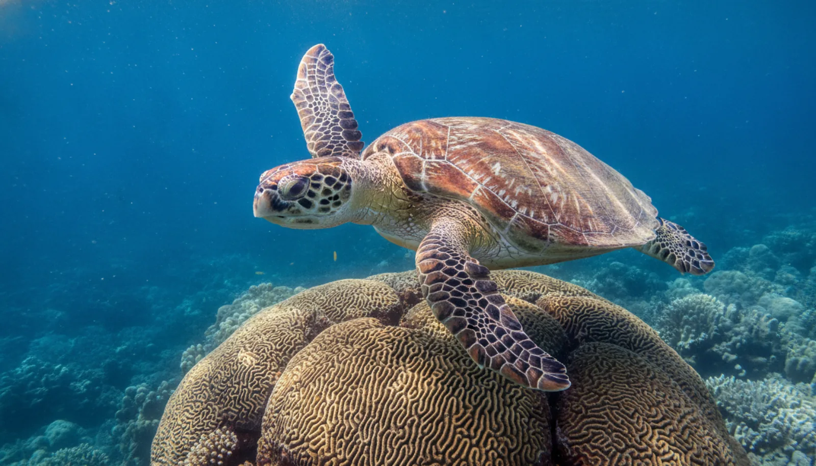 A sea turtle cruising the reef