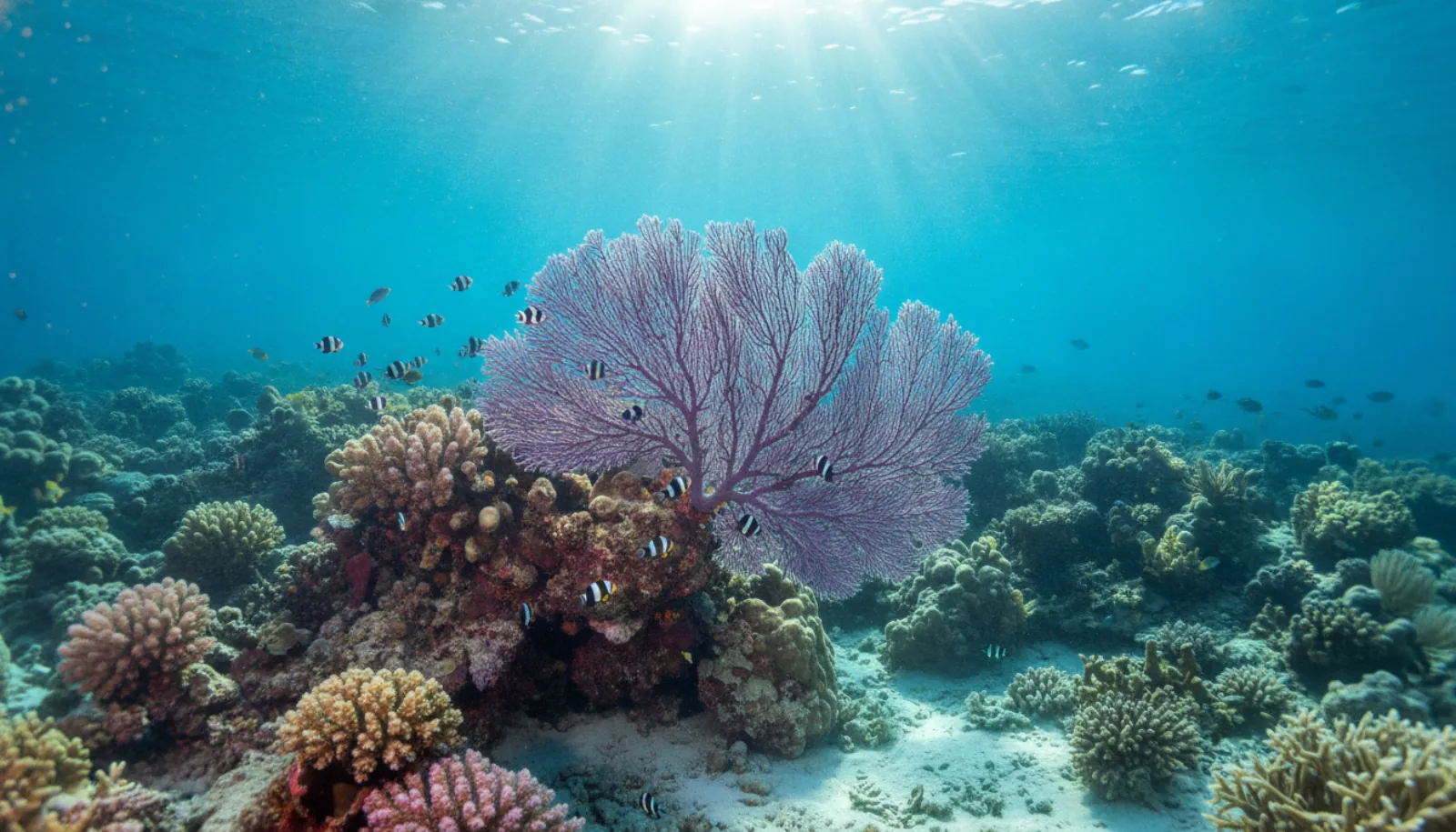 A sea fan on the shallow ledge