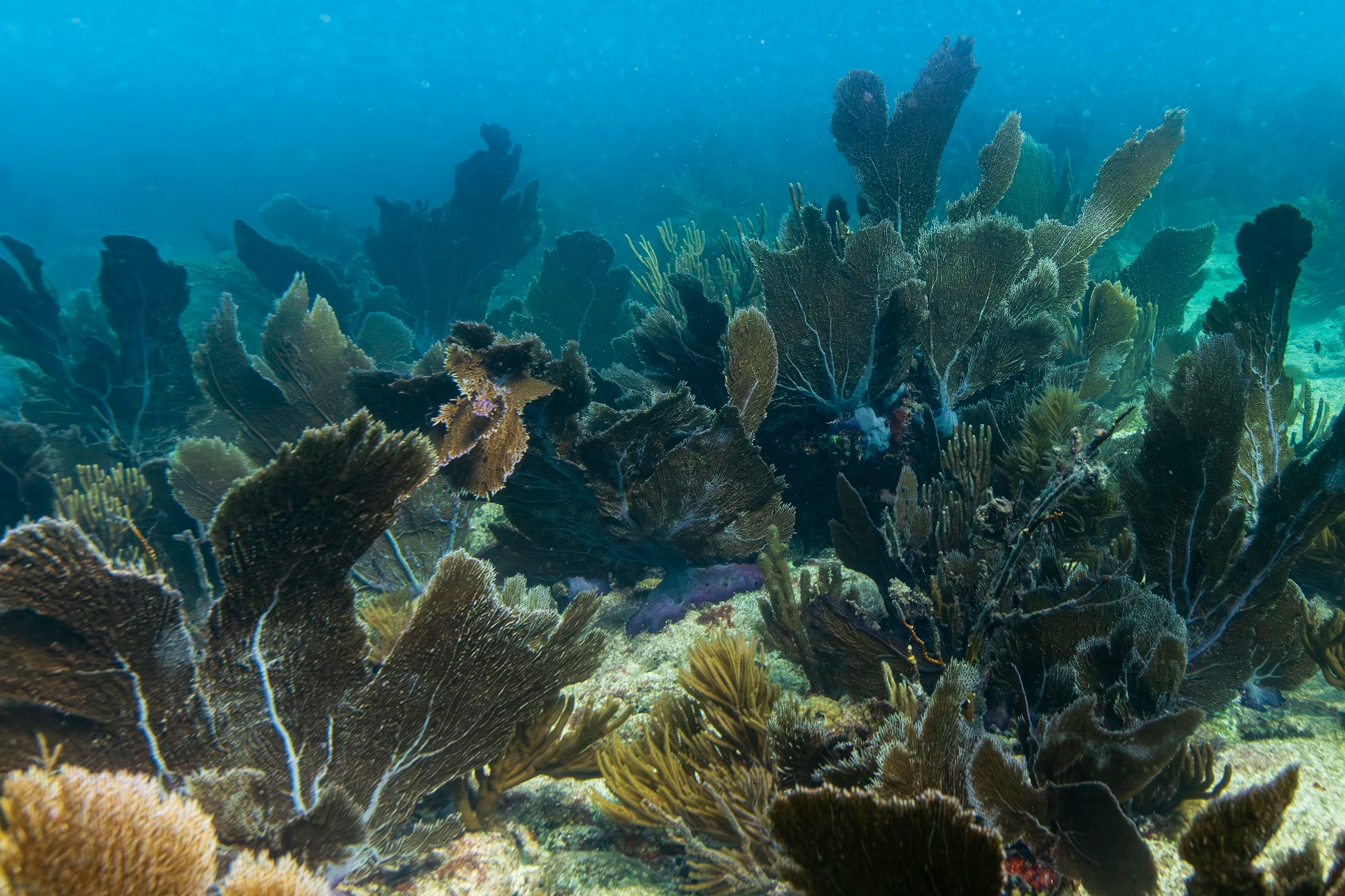 2-Tank Reef Dive