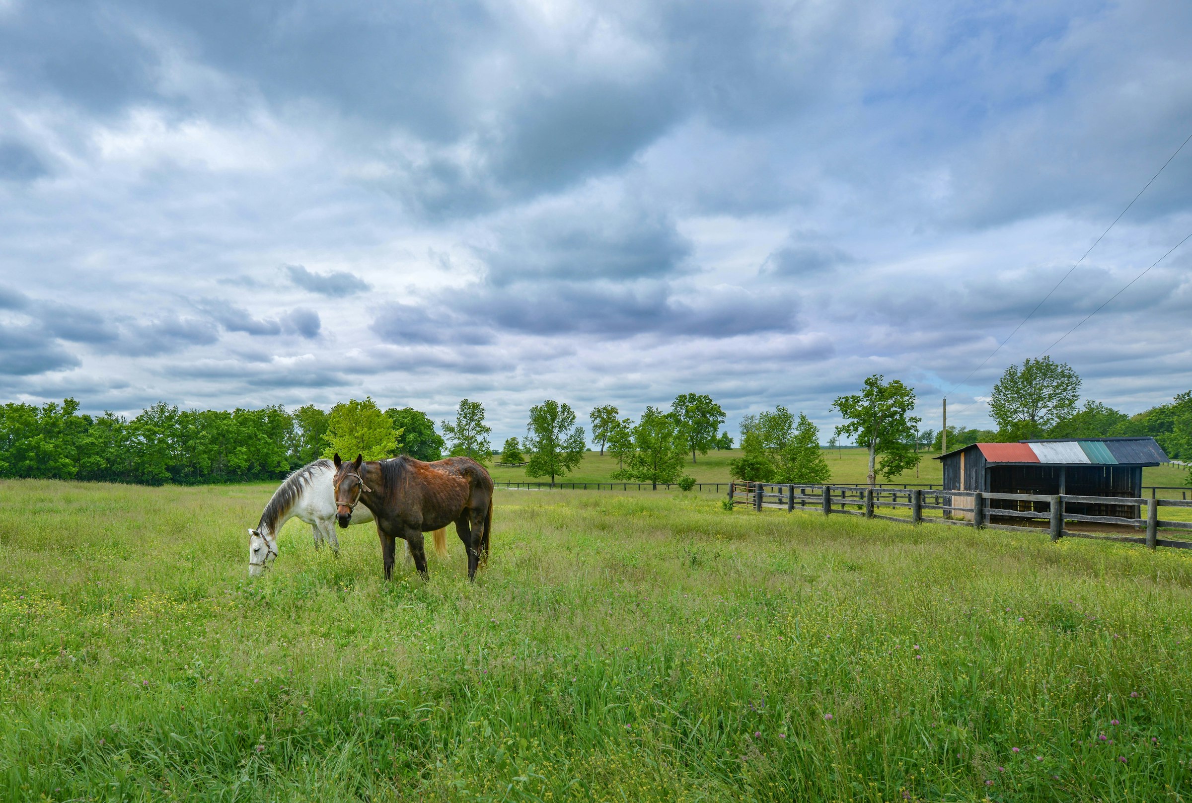 Two horses turned out by the run-in shed