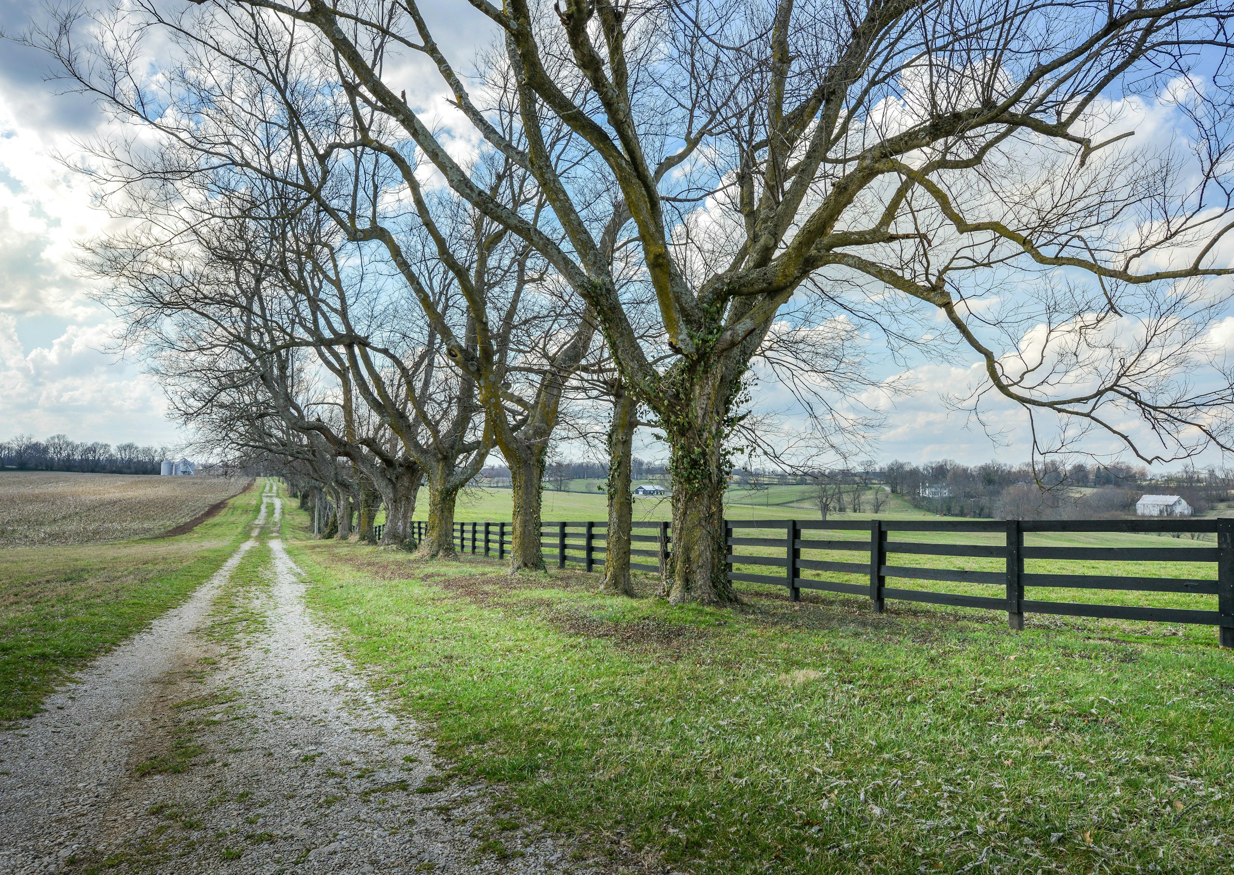 The gravel lane under the bare oaks