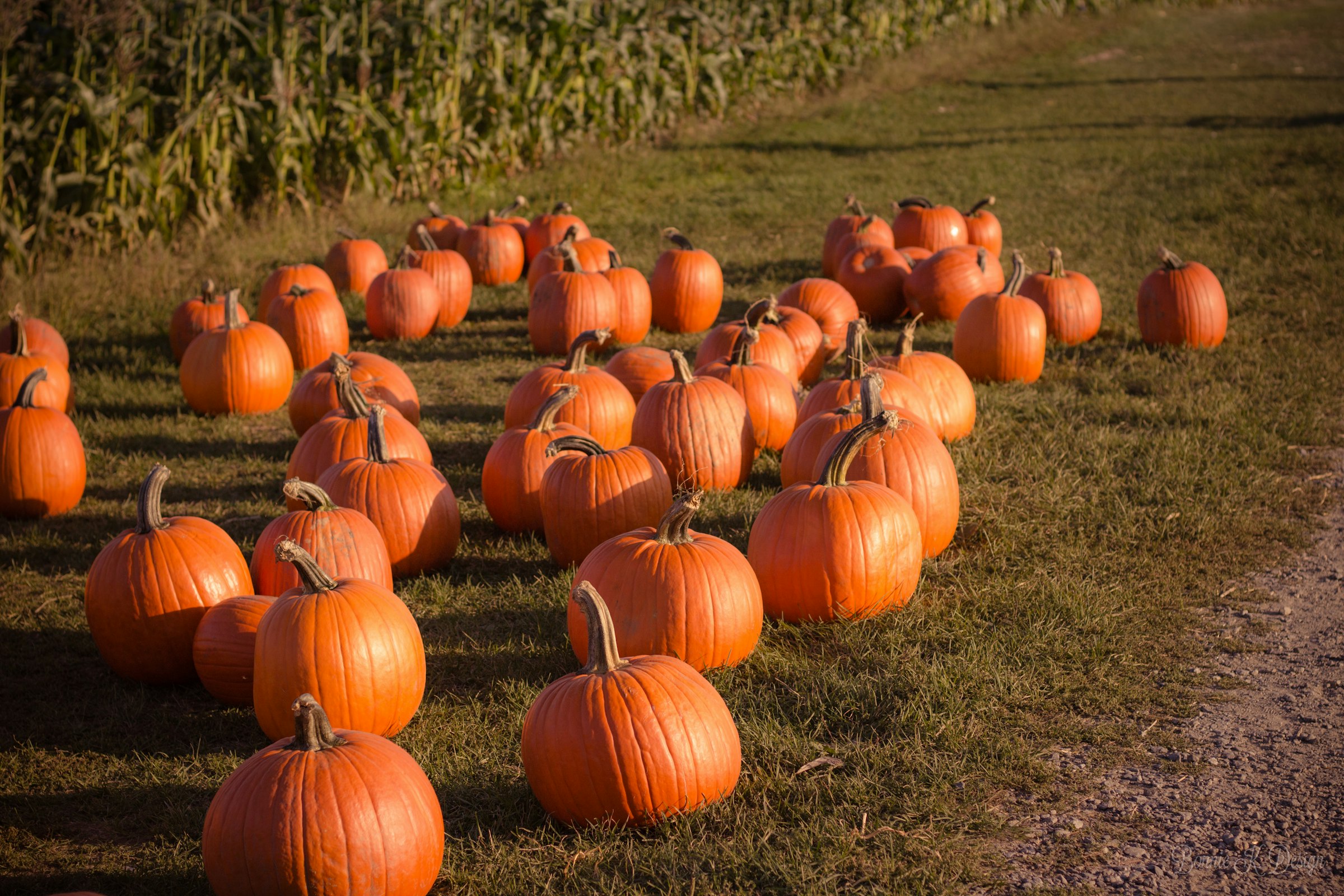 Pumpkins in the field along the corn rows