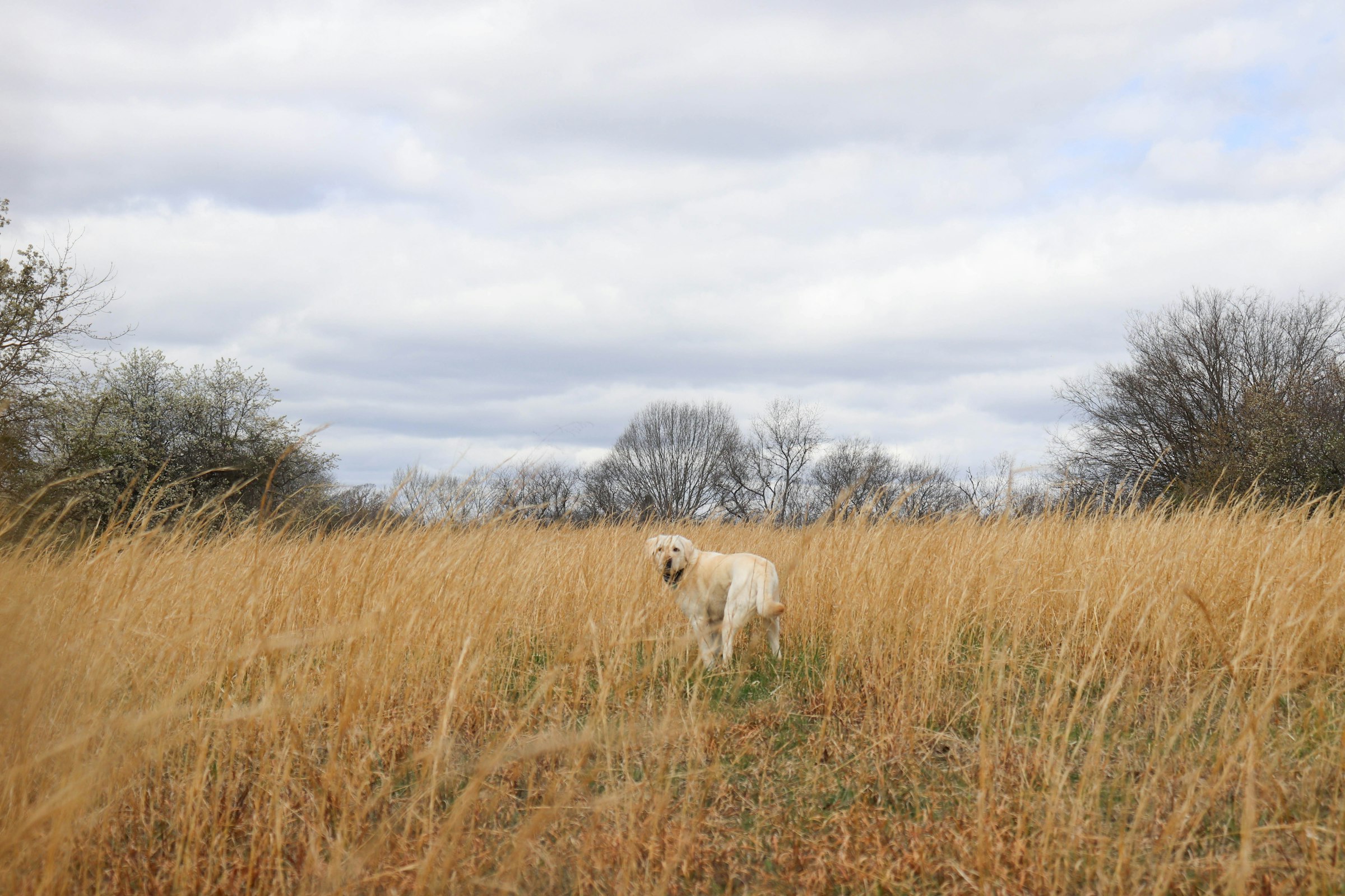 A dog quartering a field of tall grass
