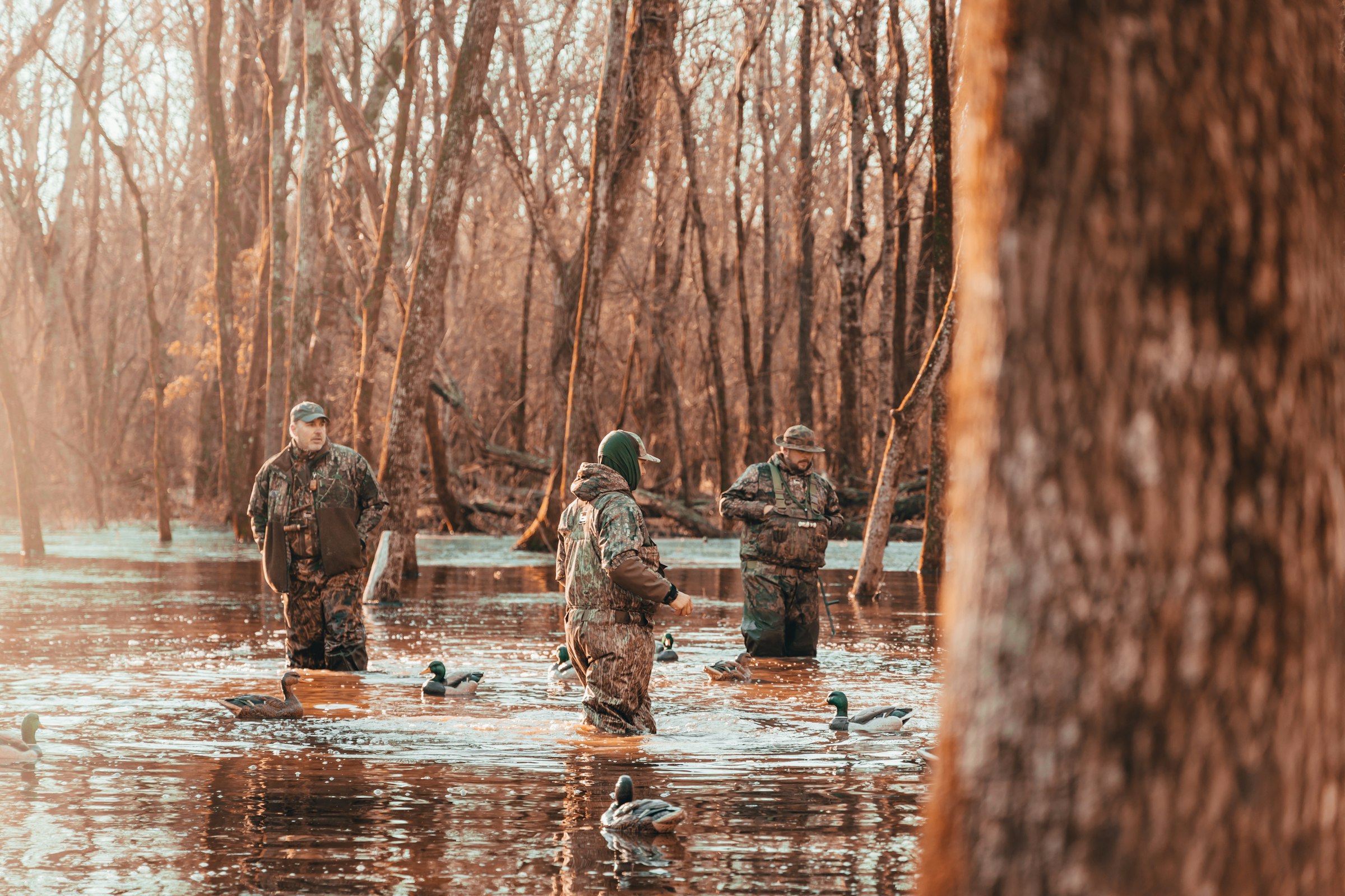 Waterfowl Morning