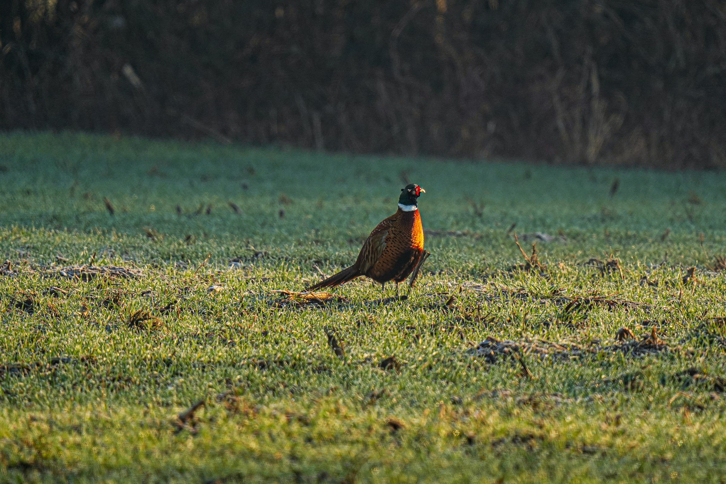 Upland Bird: Half Day