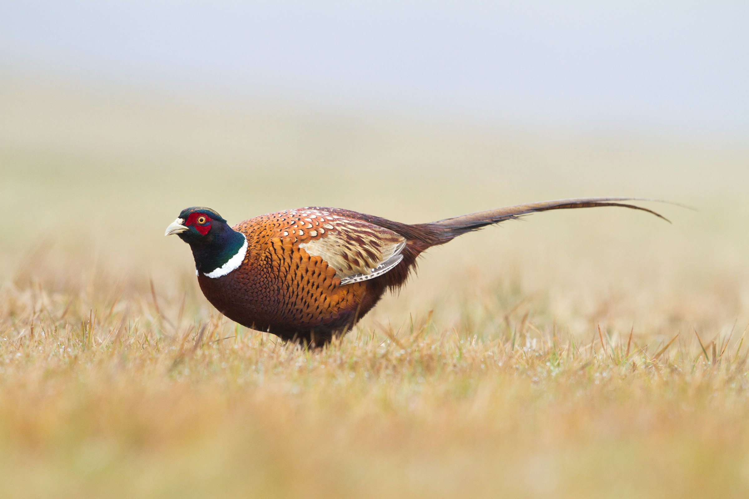 A rooster pheasant in the grass edge