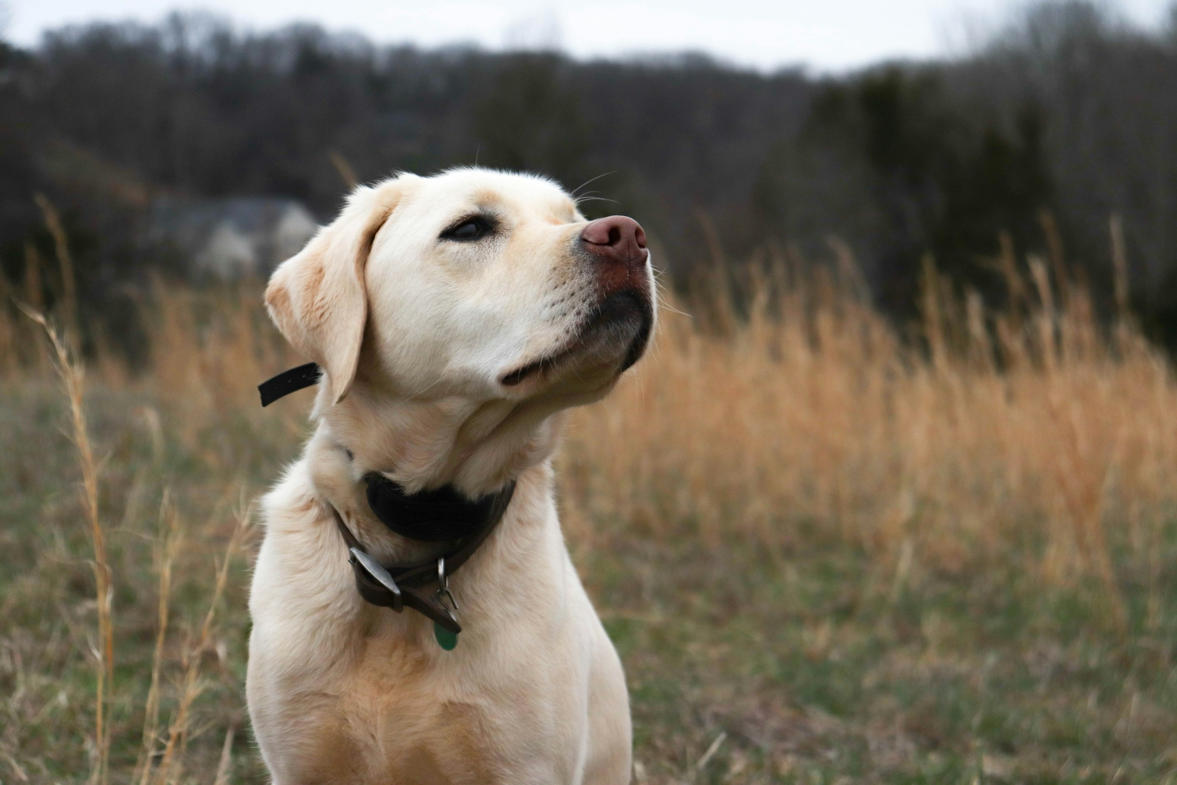 Clays Before Your First Hunt