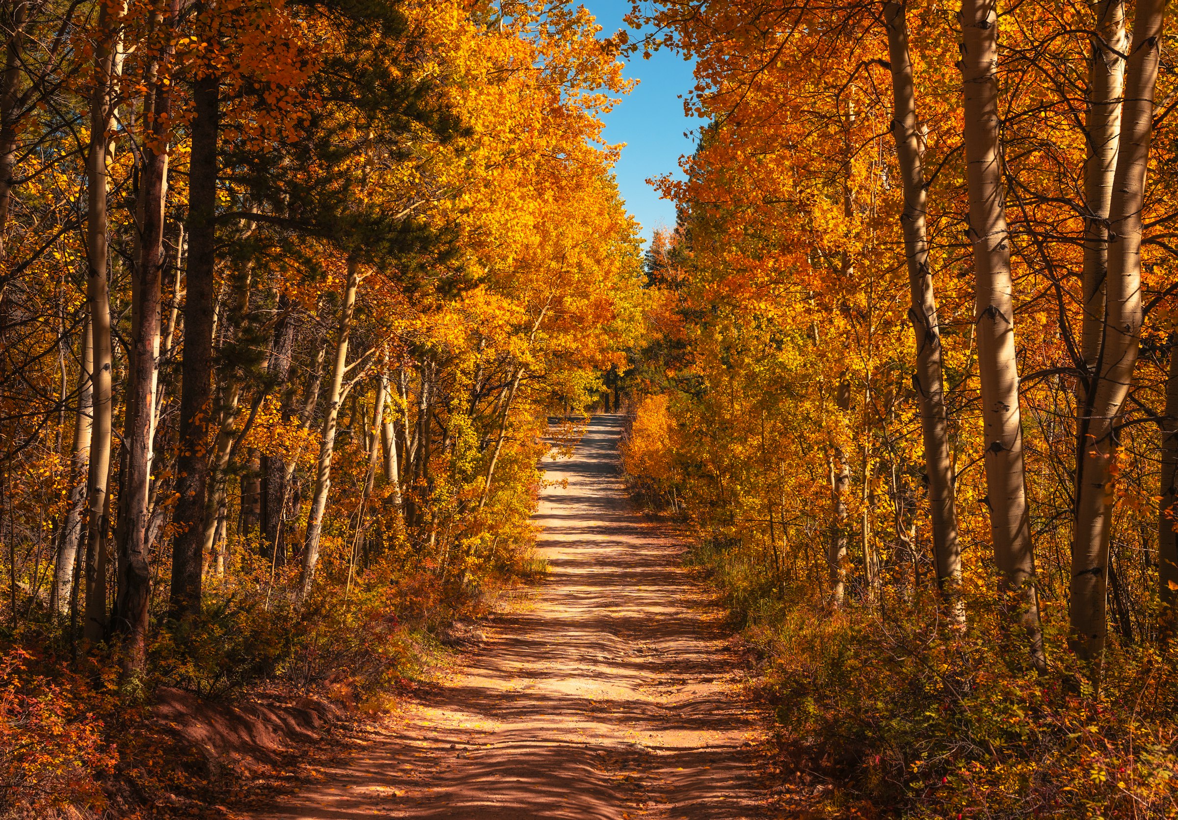 Aspens turning on the road to the put-in
