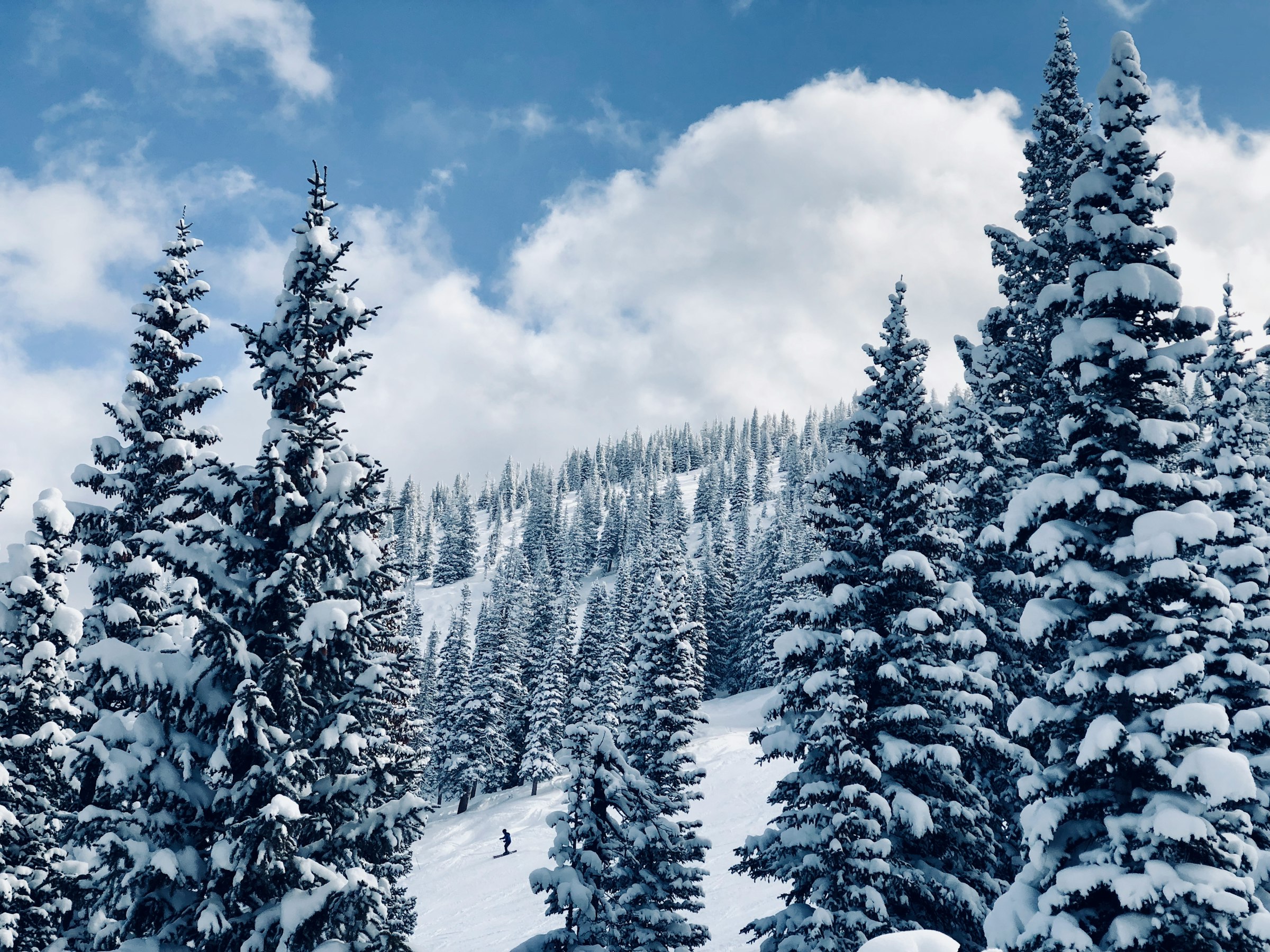 Snow-loaded spruce under a clear sky