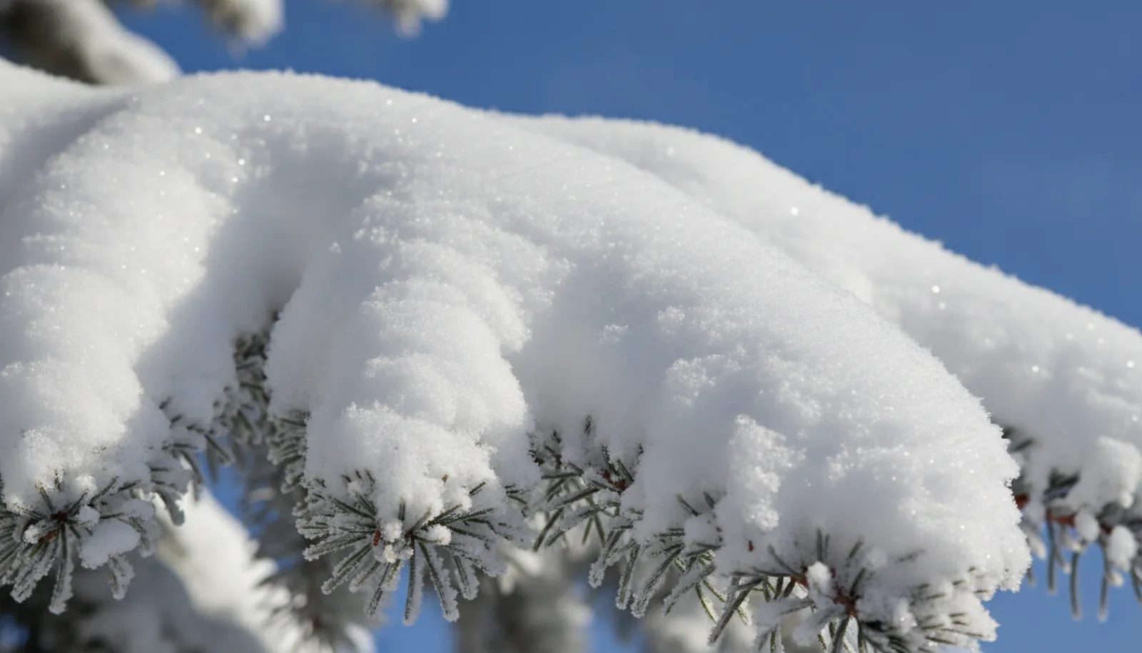 Fresh powder on the evergreens after a storm