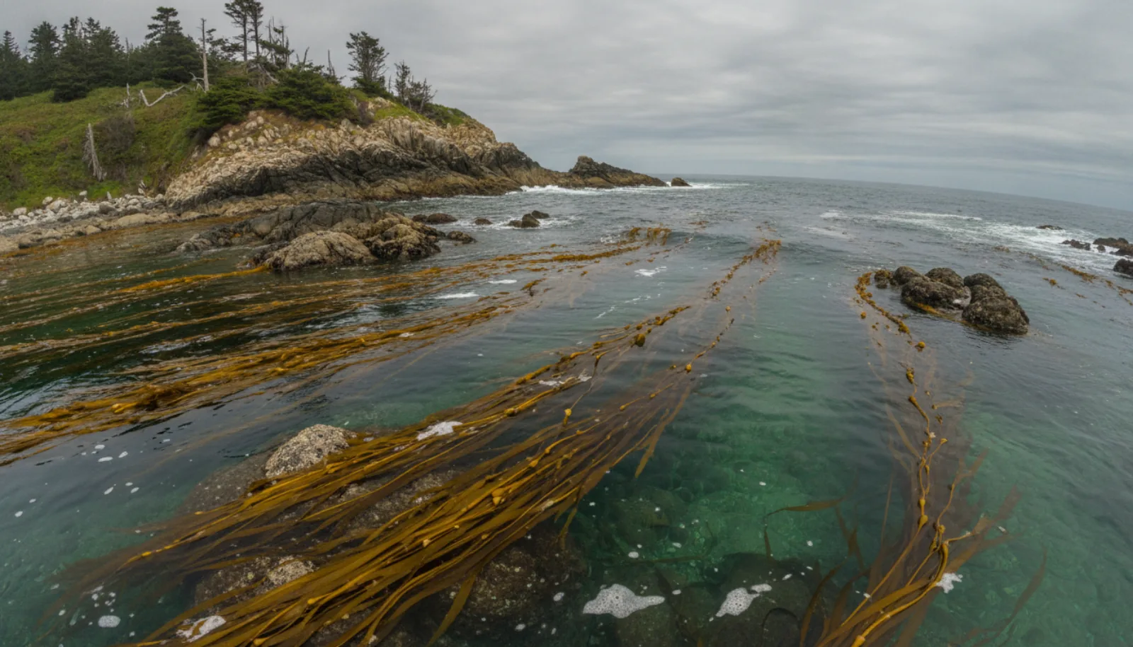 Kelp off the point