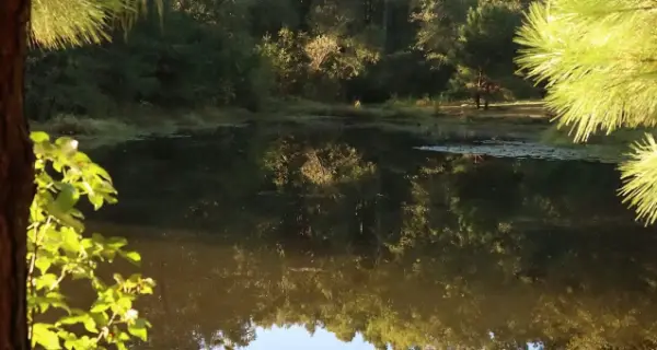 Galilee Oaks RV Park