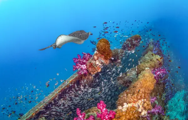 Yongala Dive
