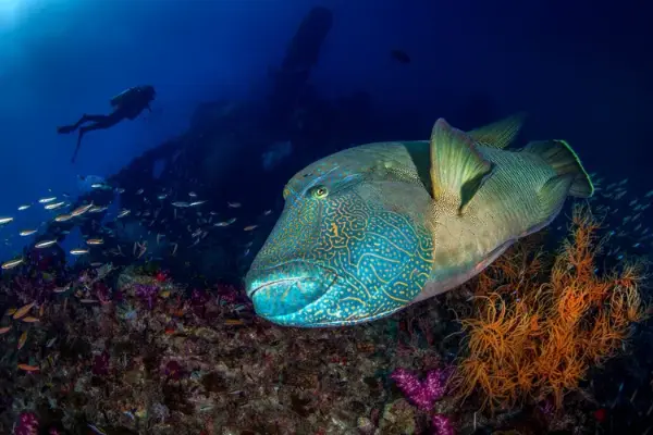 Yongala Dive