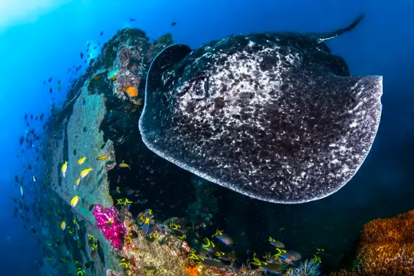 Yongala Dive