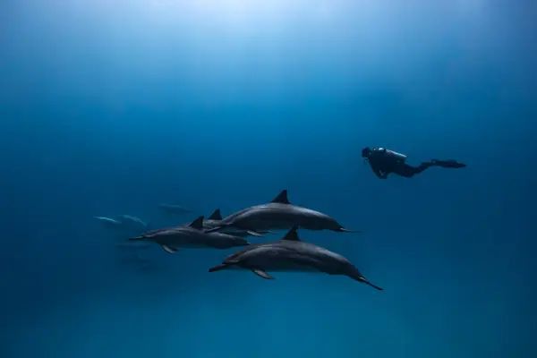 Aquatic Life Divers, Kona