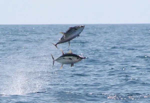 Bite Me Sport Fishing