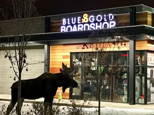 Blue & Gold Boardshop