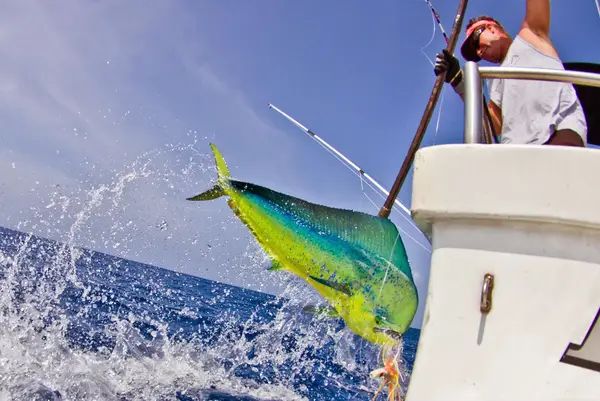 Deep Sea Sportfishing Hawaii