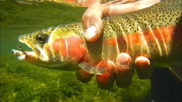 Lees Ferry Anglers Fly Shop and Guide Service