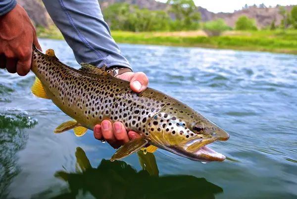 Montana Angling Company