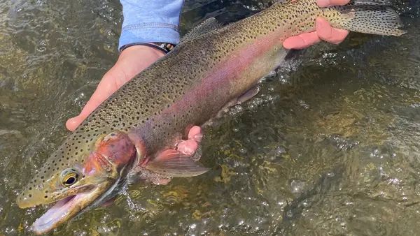 Montana Guided Fly Fishing, LLC.