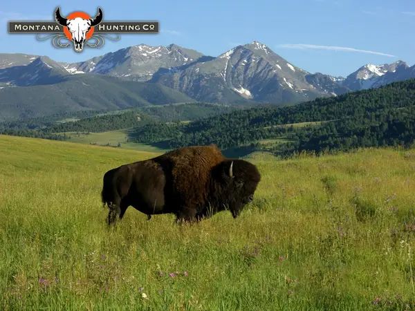 Montana Hunting Company