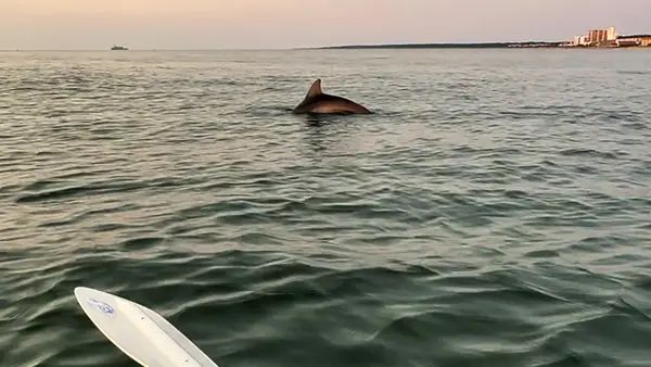 Kayak Dolphin Tours Virginia Beach