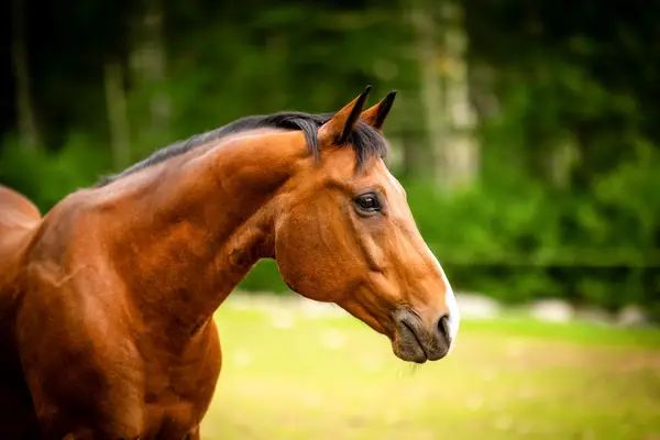 Preserve Equestrian Training Stables