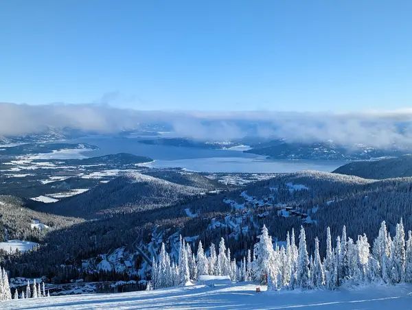Schweitzer