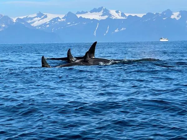Seward Wildlife Tours