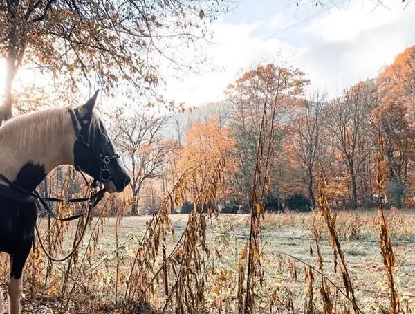 Smokemont Riding Stables