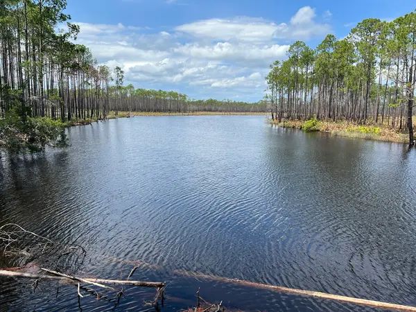 Tate's Hell State Forest OHV