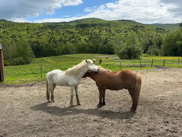 Vermont Icelandic Horse Farm